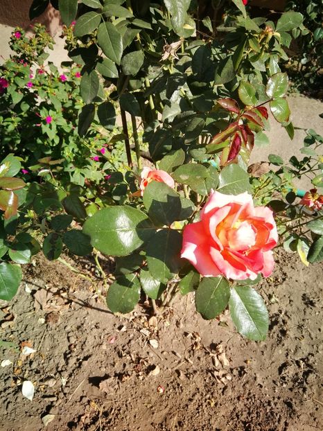  - Flori din curtea soacră-mi!