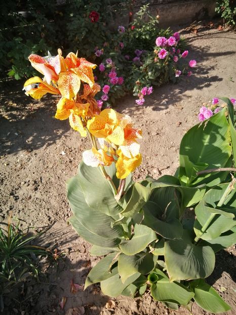  - Flori din curtea soacră-mi!