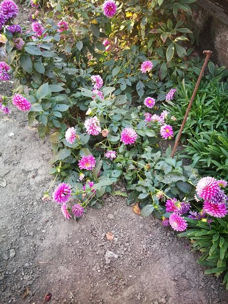  - Flori din curtea soacră-mi!