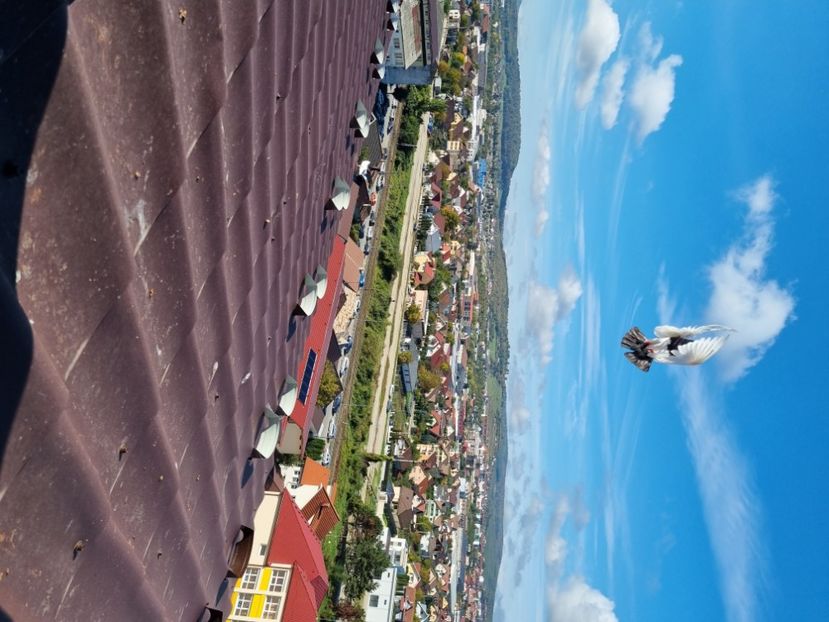  - COTOFENE IN ZBOR