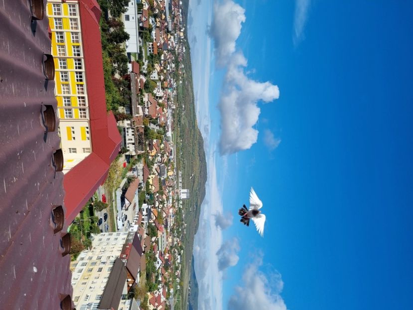  - COTOFENE IN ZBOR