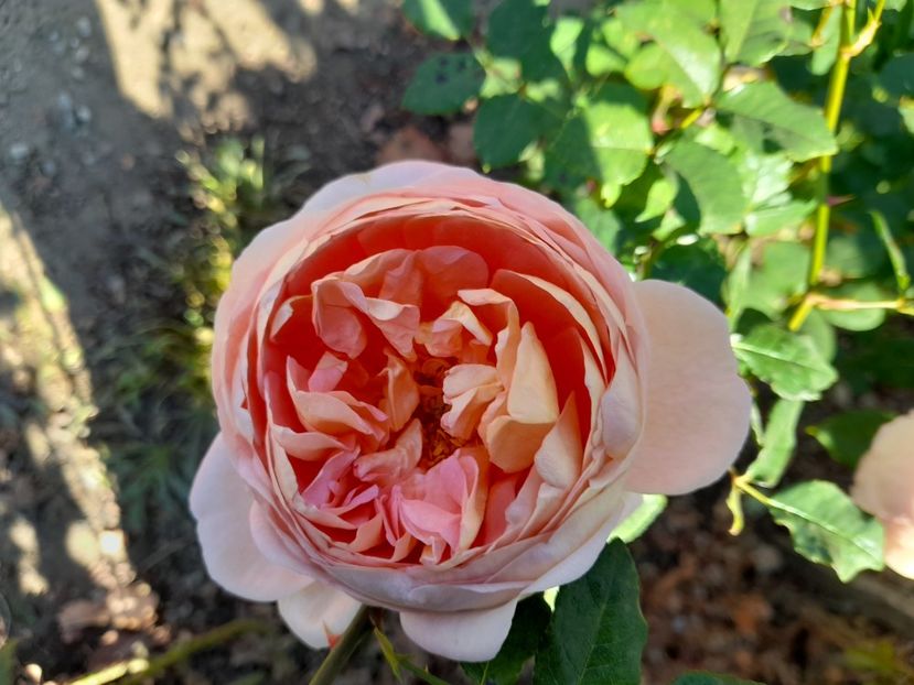  - Trandafiri 2020-2021-2022-2023