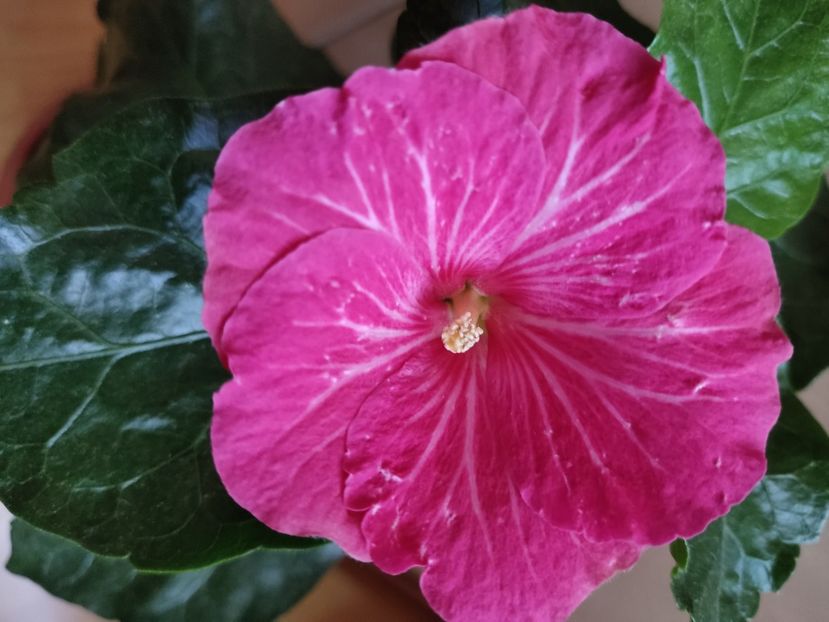 2279 - Hibiscus 2015-2024