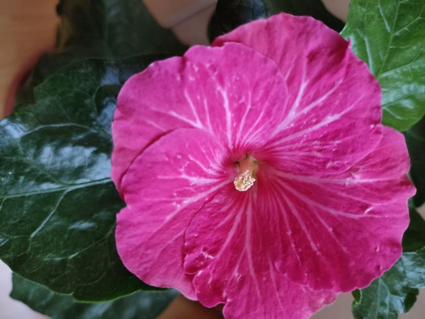 2279 - Hibiscus 2015-2024