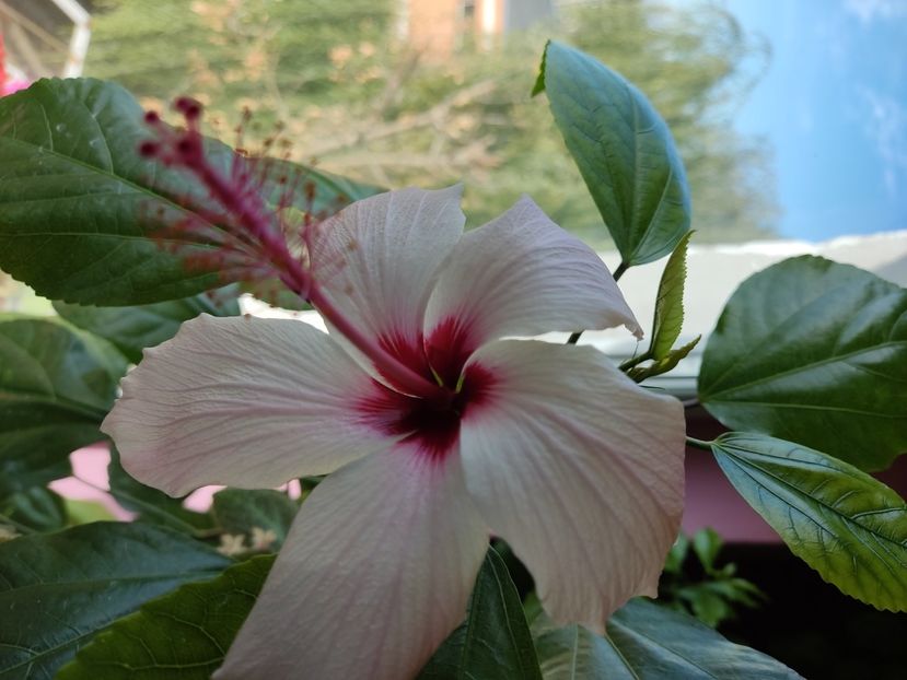 White wings - Hibiscus 2015-2024