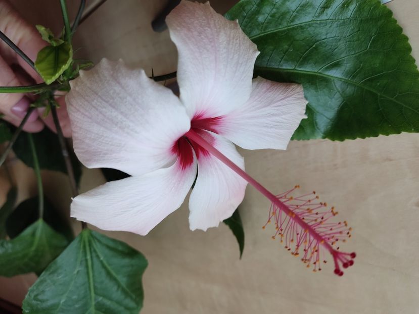  - Hibiscus 2015-2024