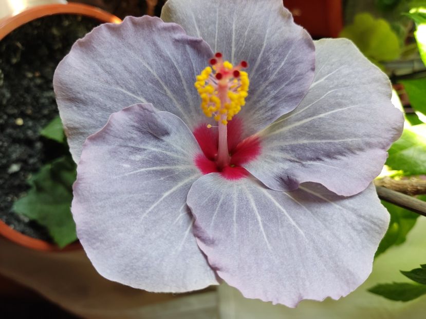  - Hibiscus 2015-2024