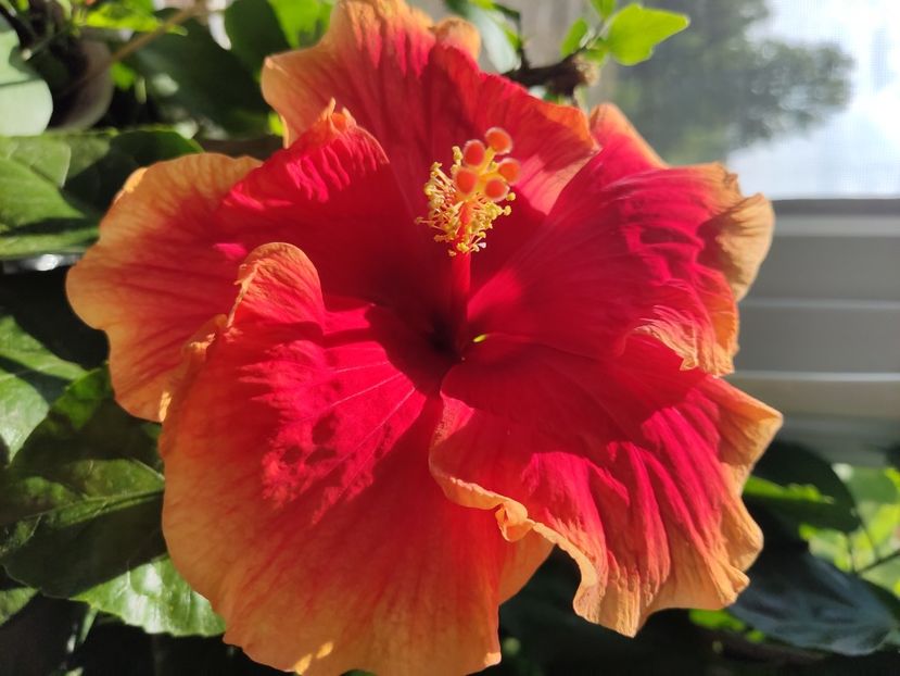 Red fire - Hibiscus 2015-2022