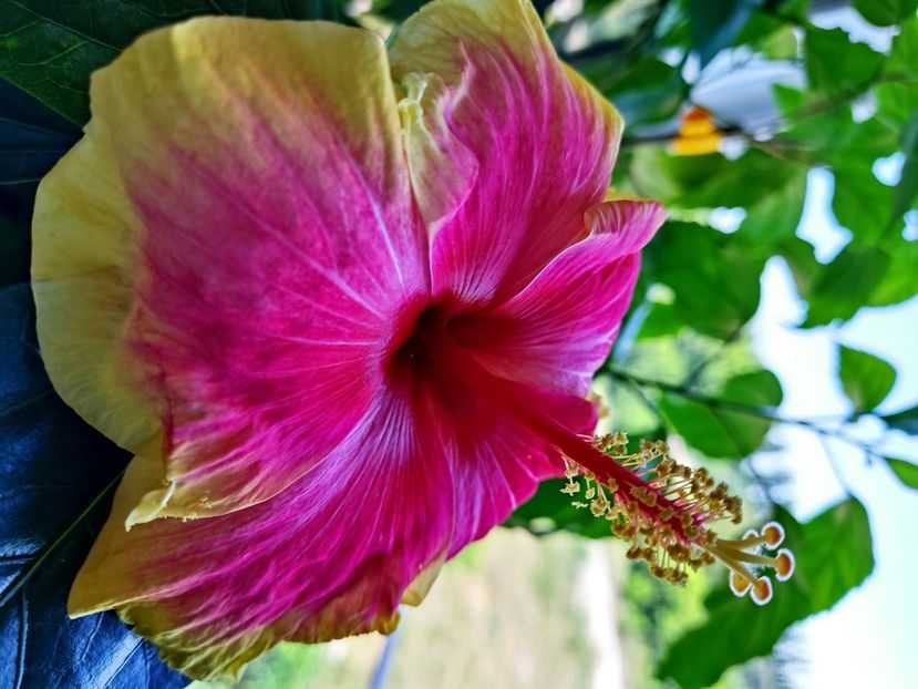  - Hibiscus 2015-2024