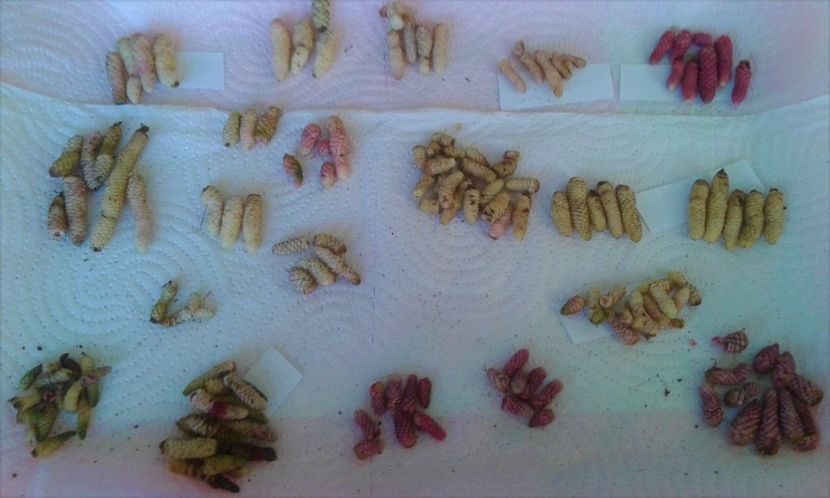  - Rizomii de achimenes 2023 2024