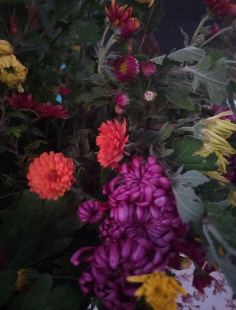  - Crizanteme și rufanici