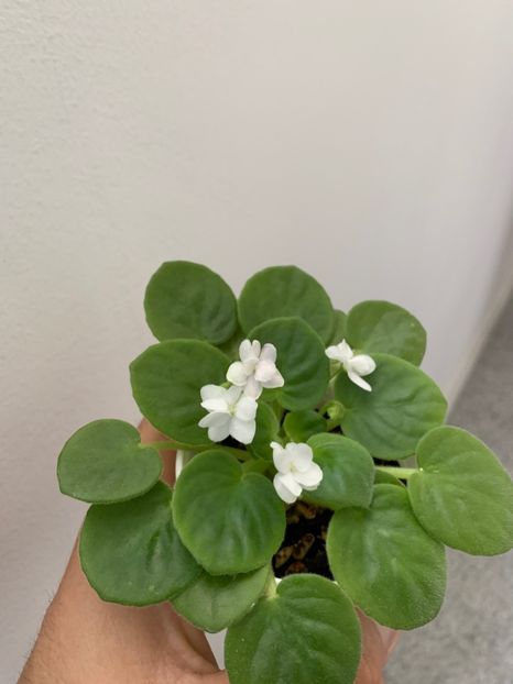 23EF76ED-2FE3-4561-8F38-7531A0124F7F - White Robi