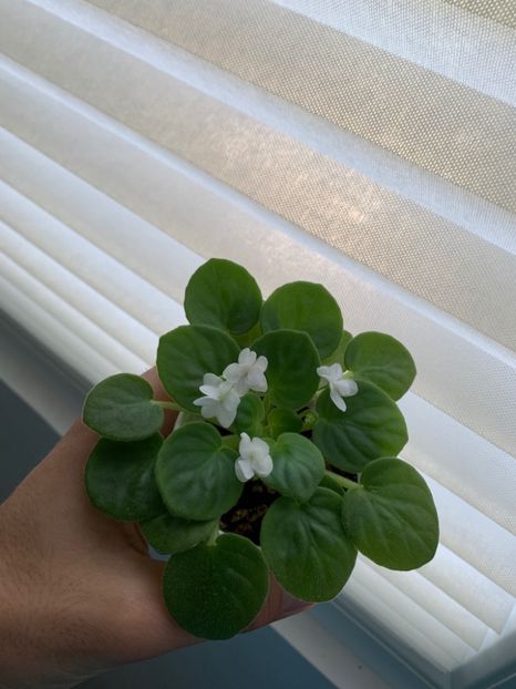 FE45BFBC-FAAF-4707-9536-231A3BDEF39B - White Robi