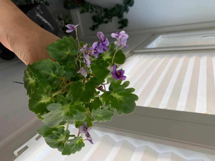 4A480F89-E938-4EDD-9367-1DECF627A285 - Ramblin Lassie