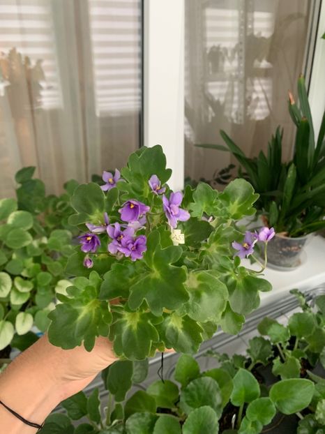 EFAF5049-8EB9-44DD-BEC1-018C6E8E083A - Ramblin Lassie