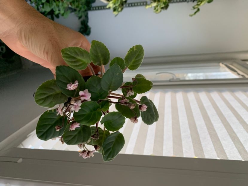 2F2B7E91-D995-43F1-A7FD-43084B44171B - Ramblin Lace