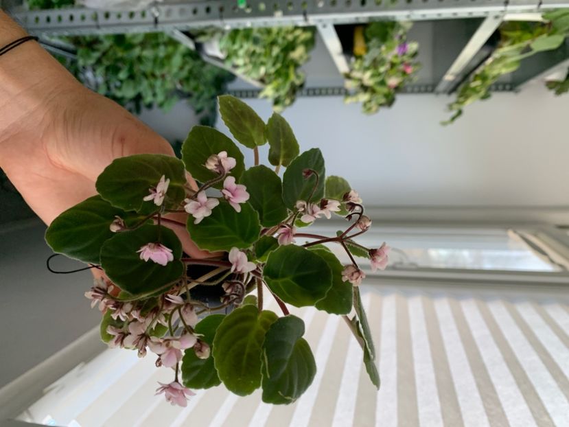 3F01380C-2B7B-4533-8309-C2685A6B2C5E - Ramblin Lace