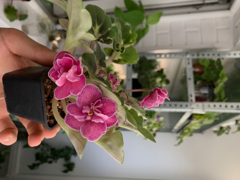 4307359E-BF35-4691-9595-944ECDCA33EF - MA S MELODY GIRL