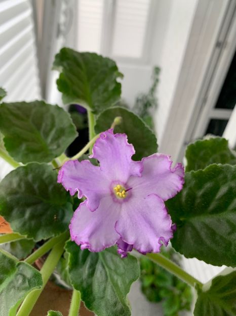 85899D96-24AF-421A-87FE-E00E3AA38DD3 - LE SATURN S RINGS