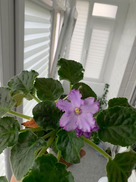 F6626A19-0B27-47CC-9BA0-E1E657758916 - LE SATURN S RINGS