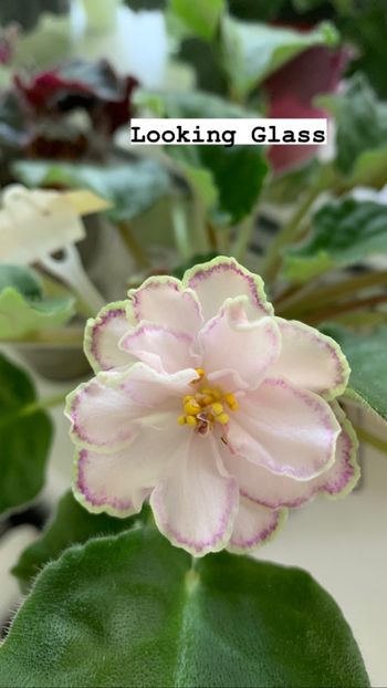 CC93345D-3CB3-4F09-A480-B2FB672B4BD0 - Looking Glass