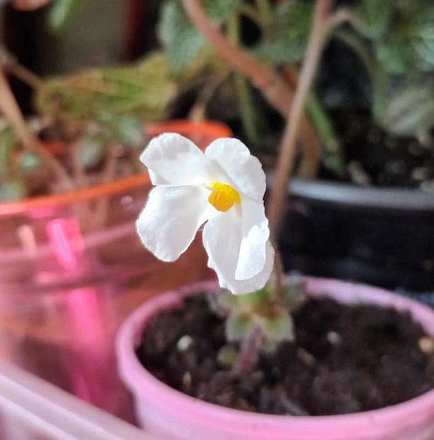 Niphea oblonga ❤️❤️❤️ - Printre Gesneriaceae