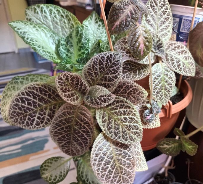  - Episcia