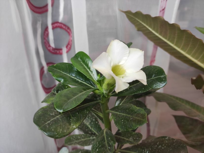  - Adenium - Trandafirul desertului
