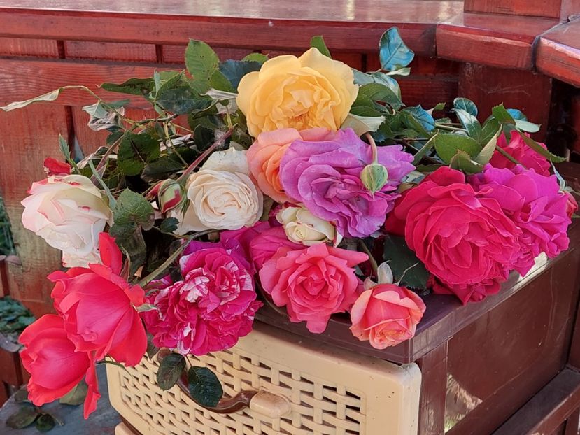  - Trandafiri 2020-2023