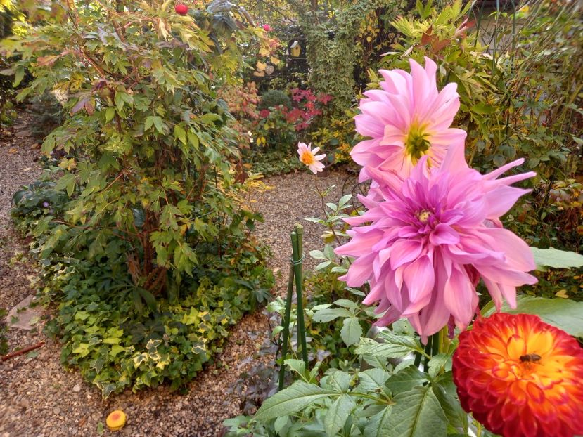 29.10.2022 - Grădina 2022 continuare 4