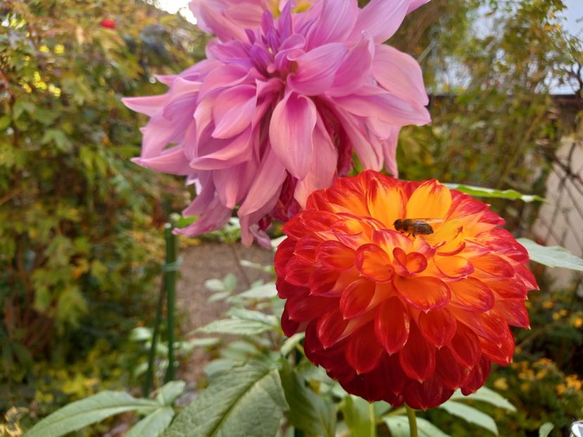  - Grădina 2022 continuare 4