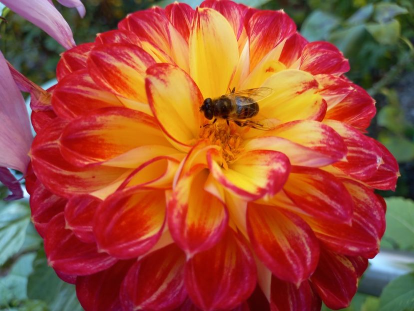  - Grădina 2022 continuare 4