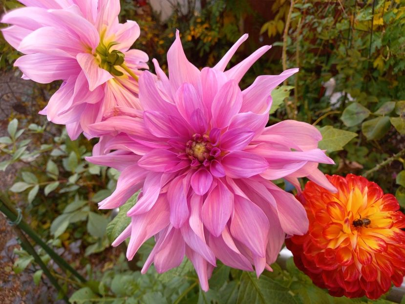  - Grădina 2022 continuare 4