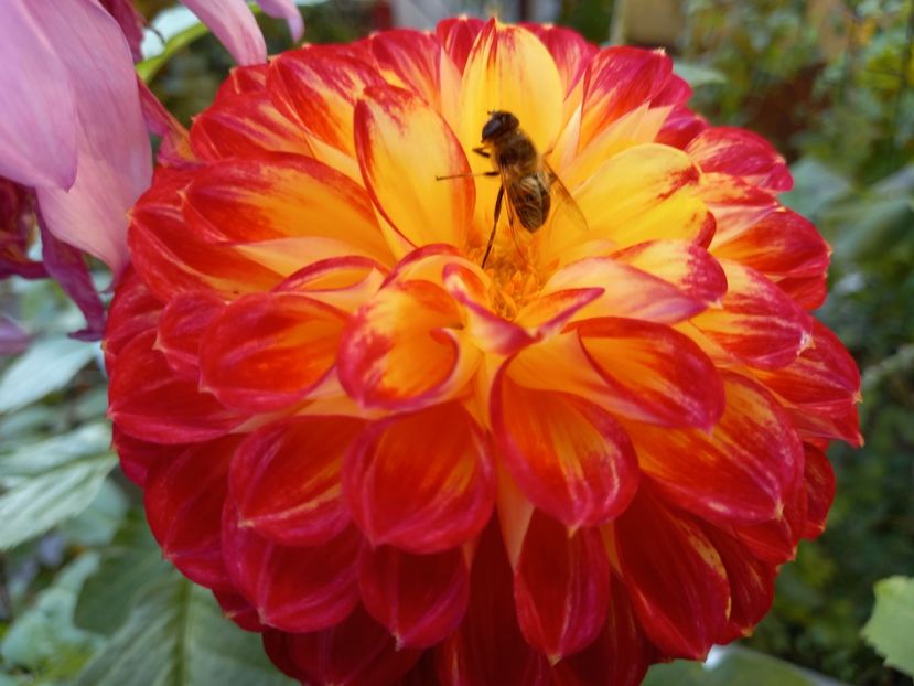  - Grădina 2022 continuare 4