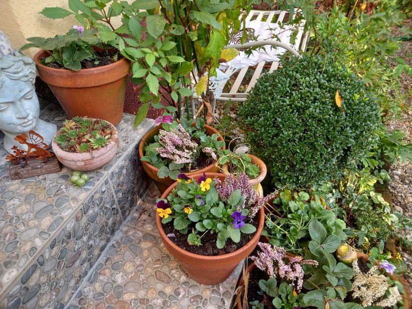  - Grădina 2022 continuare 4