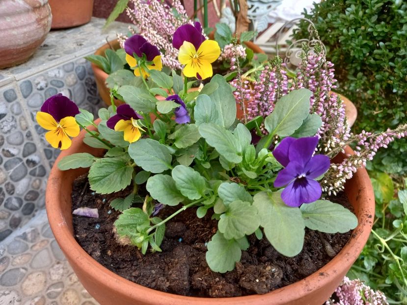  - Grădina 2022 continuare 4