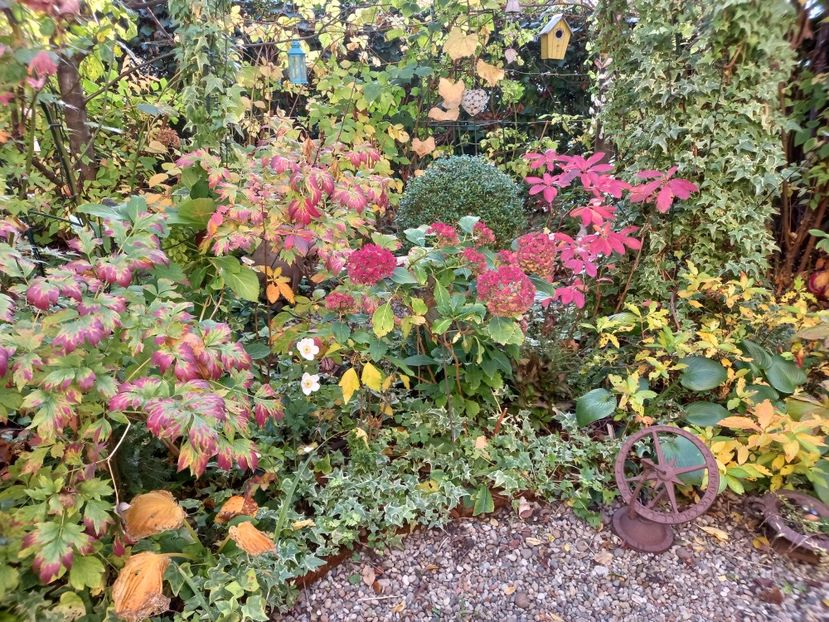  - Grădina 2022 continuare 4