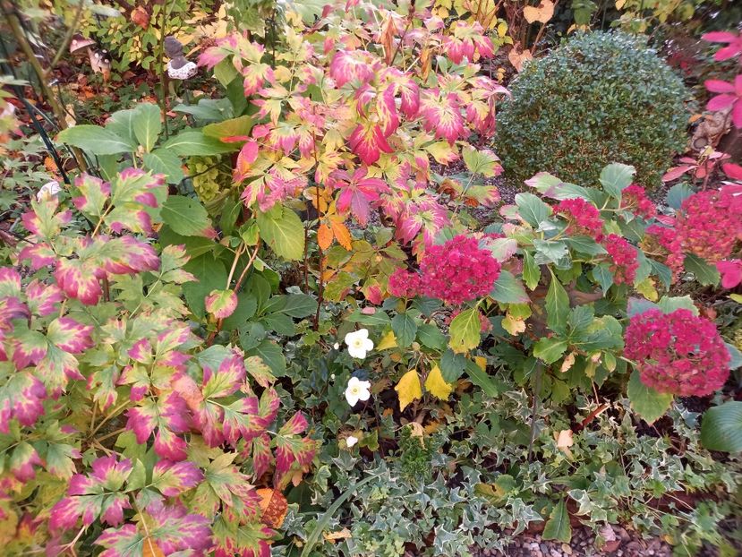  - Grădina 2022 continuare 4