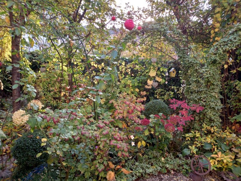  - Grădina 2022 continuare 4