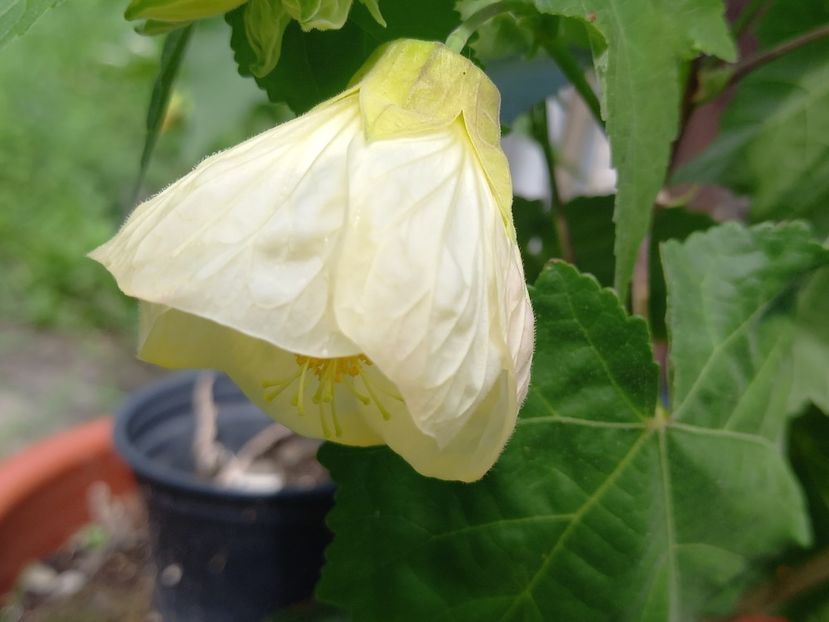  - Abutilon 2022