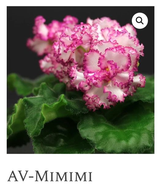 Poza net - AV-Mimimi