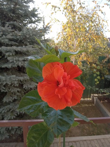  - 02 Hemerocalisi-hibiscusi-crini