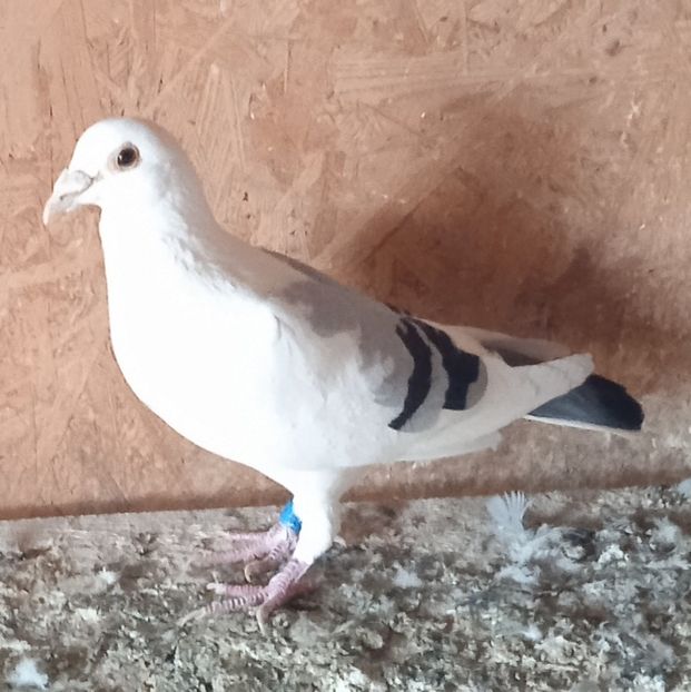 Mascul 21-607....-20 lei - Porumbei vanduti