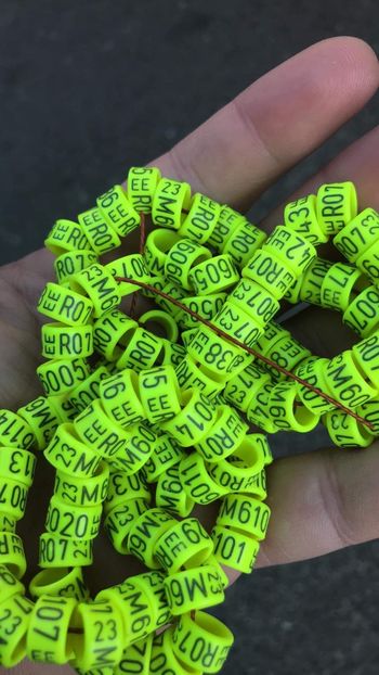 B9D30457-08D7-4FFF-BAA3-25BBC91D1161 - Inele 2023