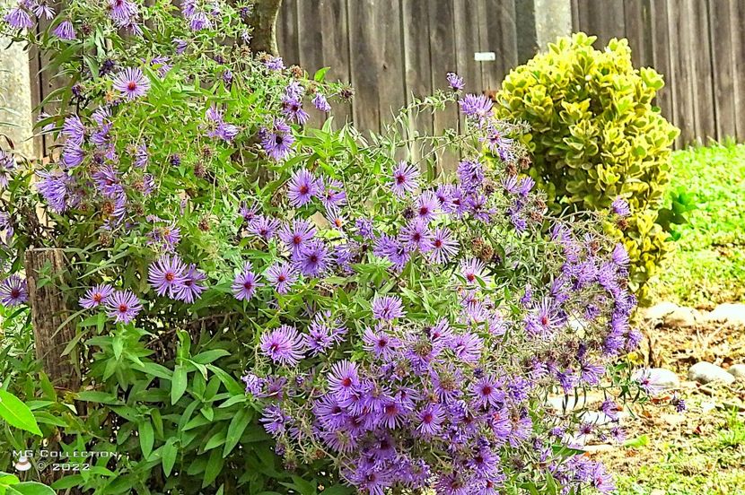 w-FLOWERS 005 - FLORI - FLOWERS