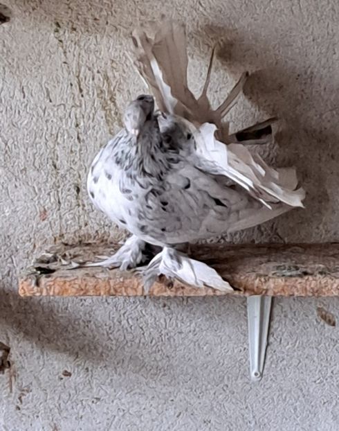 Femela 2022 - Voltati indieni - Vanduti sau donati