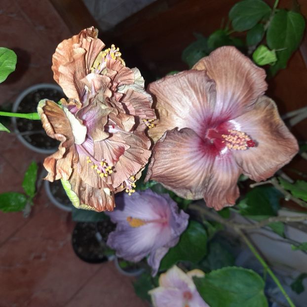 30.10.2022 - HIBISCUSI 2022-7