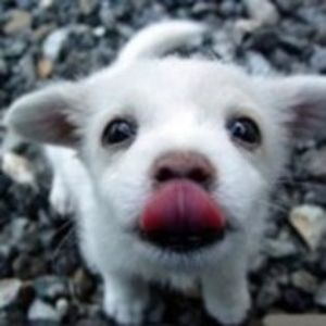 21880416_POGNRYZHG - land