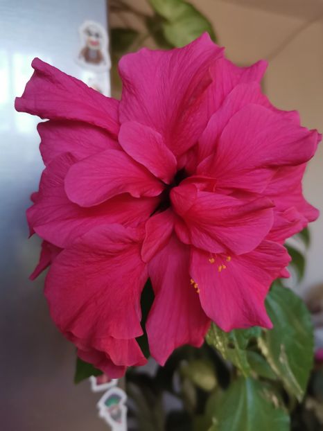  - Hibiscus