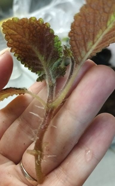 Episcia cu radacini facute in apa ❤️❤️❤️ - Achimenes si alte gesneriaceae - la studiat